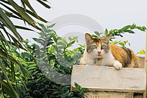 Thai fattened cats on wooden wall with tree background used as background image