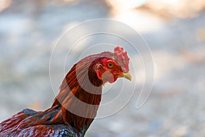 Thai fighting or Rooster chicken close up.