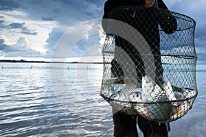 Thai fisherman holding a shoal of big Common Silver barb in a fish net