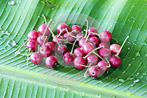 Thai flacourtia fruit