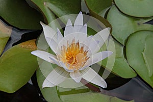 Thai Flower : Lotus Flower or Nelumbo nucifera is one of two extant species of aquatic plant