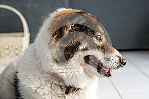 Thai friendly bangkaew dog breed wait for food