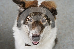 Thai friendly bangkaew dog breed wait for food