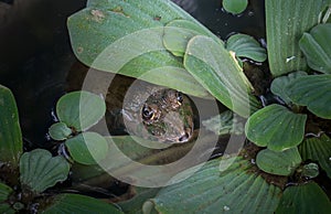 Thai frog in a pond