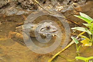 Thai frog in pond