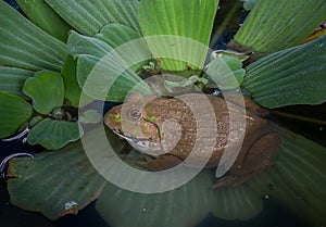 Thai frog in a pond