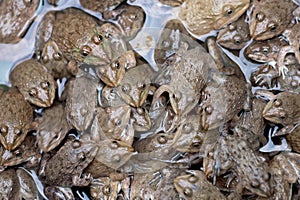 Thai frogs pattern