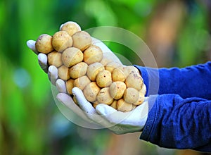 Thai fruit Bunch of Lanzones or Longing on hand