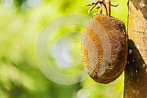 Thai fruit giant jackfruit