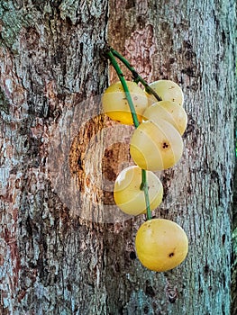 Thai fruit rambeh on the rambi tree