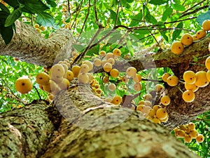 Thai fruit rambeh on the rambi tree