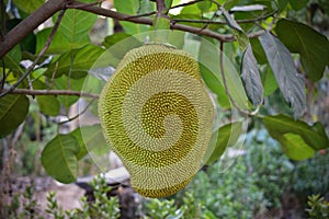 Thai fruits named Jackfruit scientific name