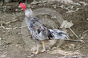 Thai gamecock