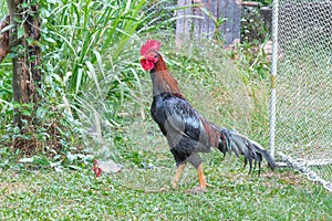Thai gamecock
