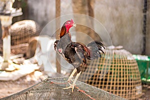 Thai gamecock