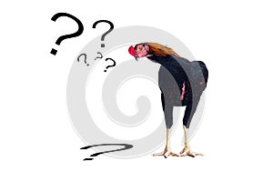 Thai gamecock isolated on white background