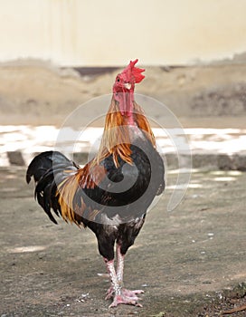 Thai gamecock