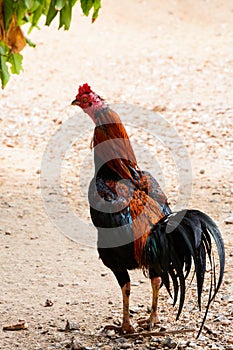 Thai gamecock