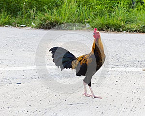 Thai gamecock walking on the road