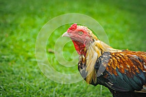Thai gamecocks animals