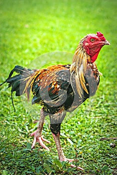 Thai gamecocks animals