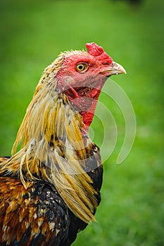 Thai gamecocks animals