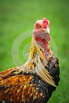 Thai gamecocks animals