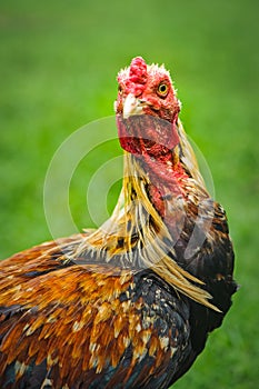 Thai gamecocks animals