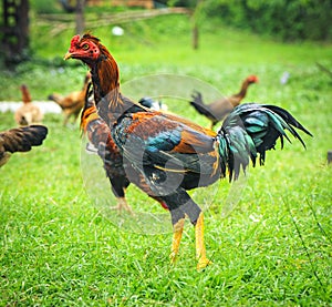 Thai gamecocks animals