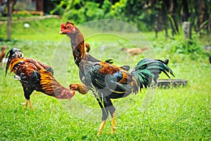 Thai gamecocks animals