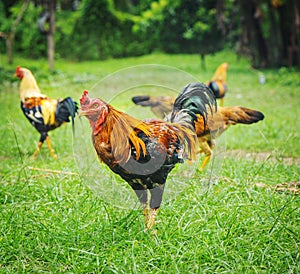 Thai gamecocks animals