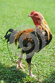 Thai gamecocks animals