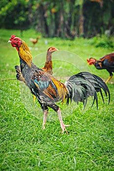 Thai gamecocks animals