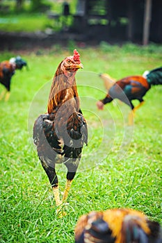 Thai gamecocks standing