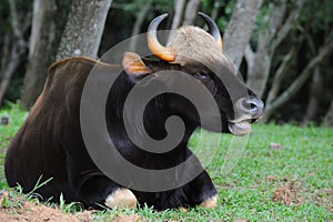 Thai gaur photo
