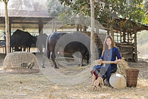 Thai girl winnowing rice separate between rice and rice husk on farm background