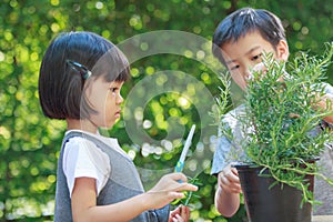 Thai girls and boys with cute looks in the hands of girls holding scissors To cut fresh rosemary vegetables. The two helped each