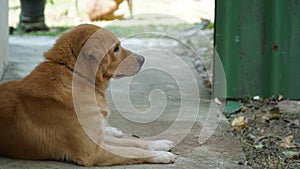 Thai golden dog