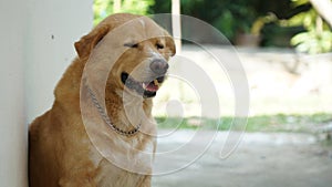 Thai golden dog