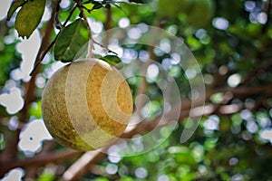 Thai grapefruit Thailand fruit in garden