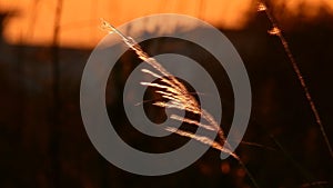 Thai grass flower Movements in the wind at sunset time