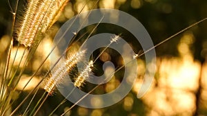 Thai grass flower Movements in the wind at sunset time