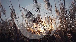 Thai grass flower Movements in the wind at sunset time - video slow motion