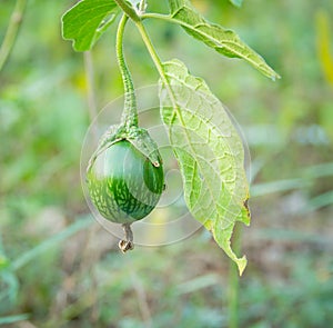 Thai Green Eggplant