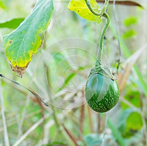 Thai Green Eggplant