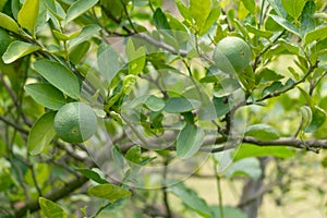 Thai green lemon planting in home kitchen garden or backyard garden