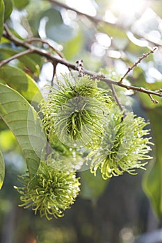 Thai green rambutan