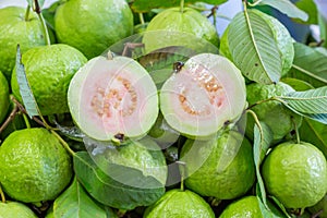 Thai guava