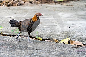 Thai hen or Bantam Chicken male look for food at plantation farm