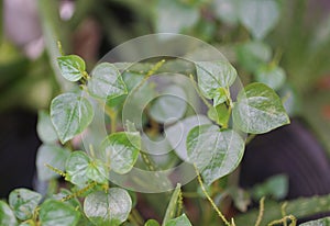 Thai herbal, Peperomia pellucida Linn. Kunth